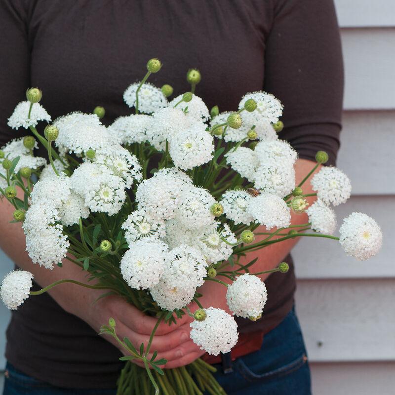 Didiscus White