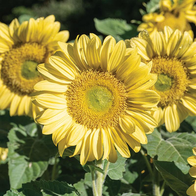 Sunflower ProCut® Lemon Lite