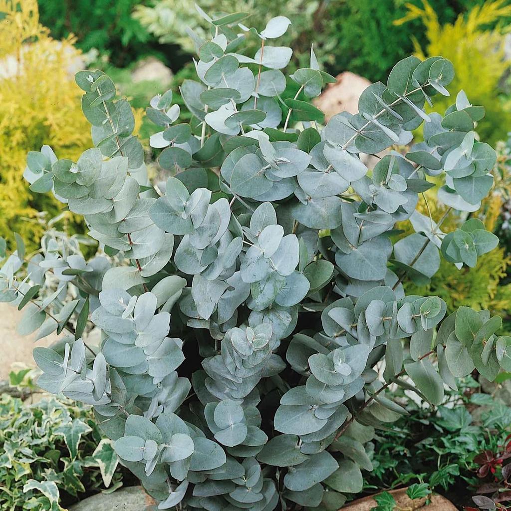 Eucaliyptus Silver Dollar