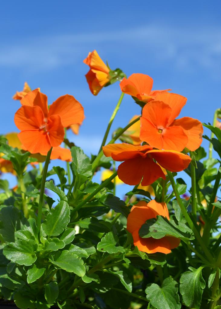 Viola Sorbet Deep Orange