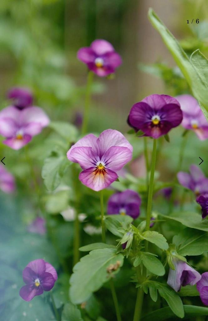 Viola Power Plum Antique
