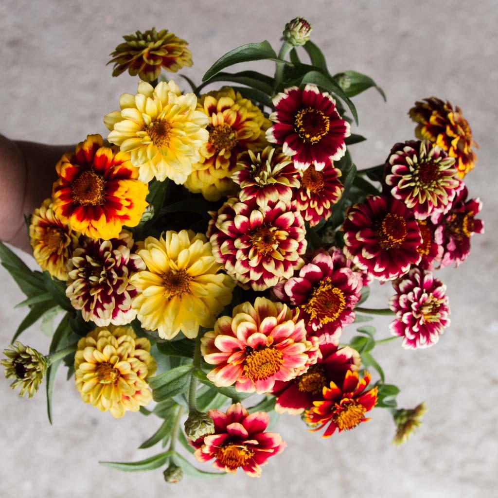 Zinnia Jazzy Mix