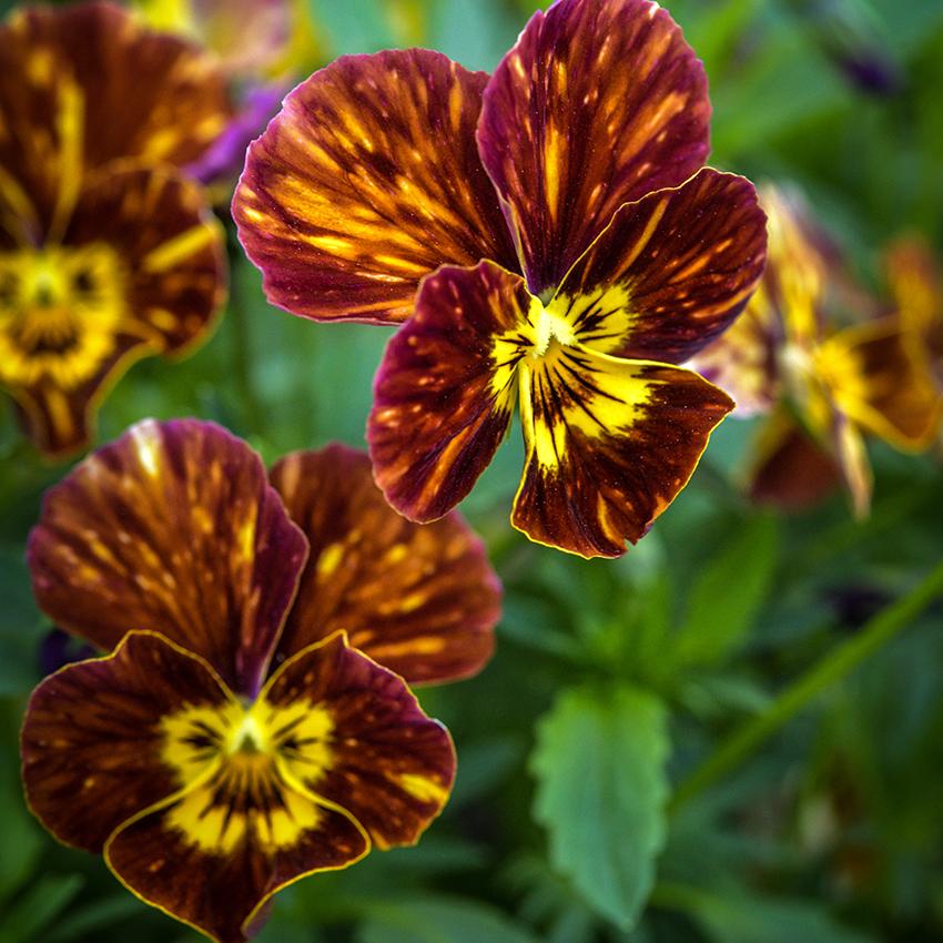 Viola Brush Strokes