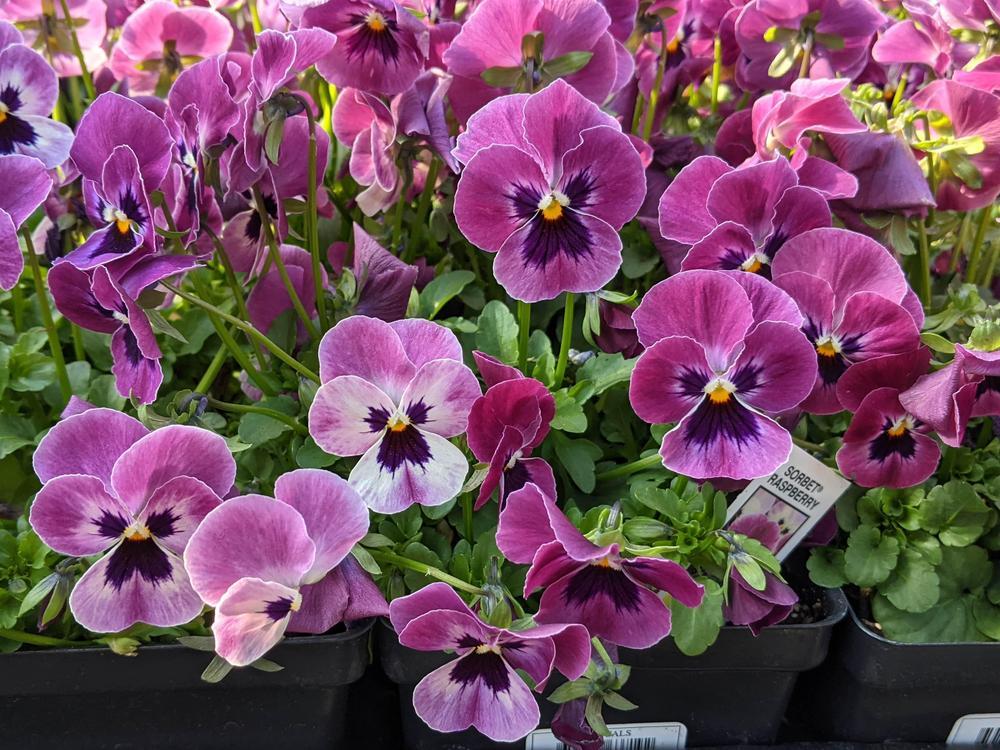 Viola Sorbet XP Raspberry