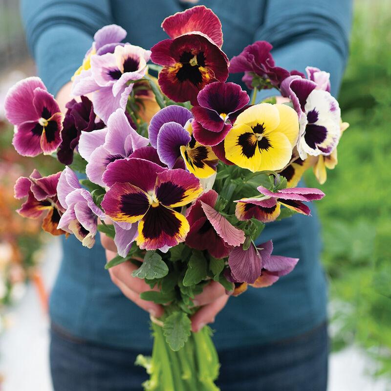 Viola King Size