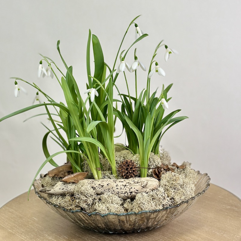 Подснежники в стеклянной вазе-луковичное растение