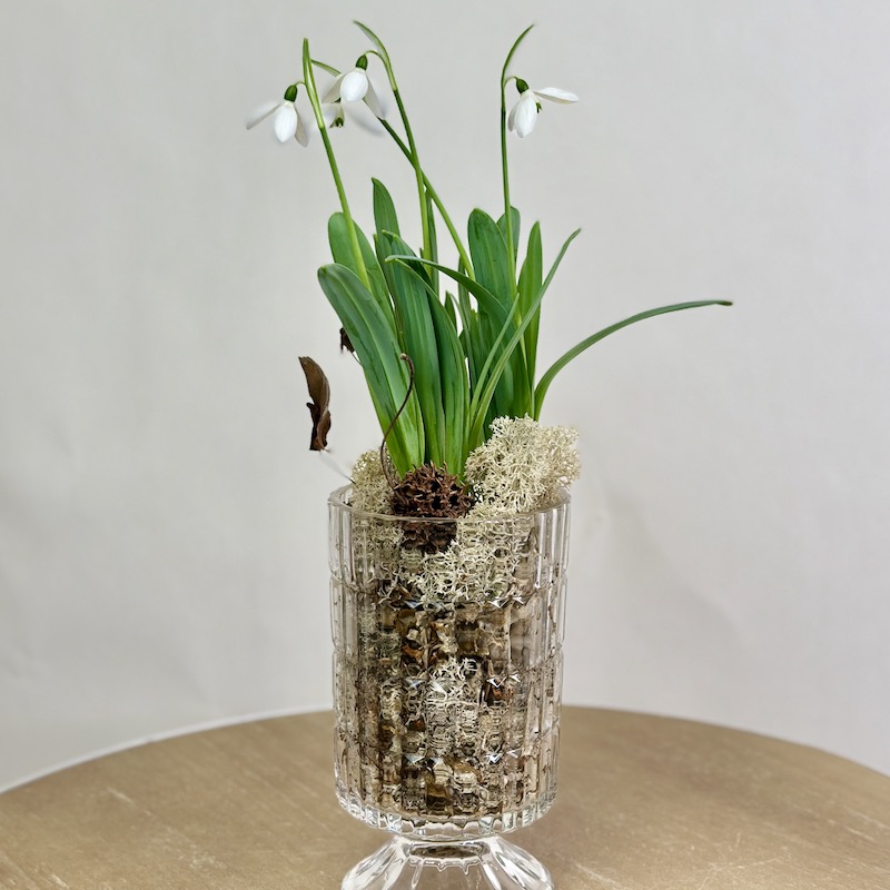 Подснежники в стеклянной вазе на ножке-луковичое растение