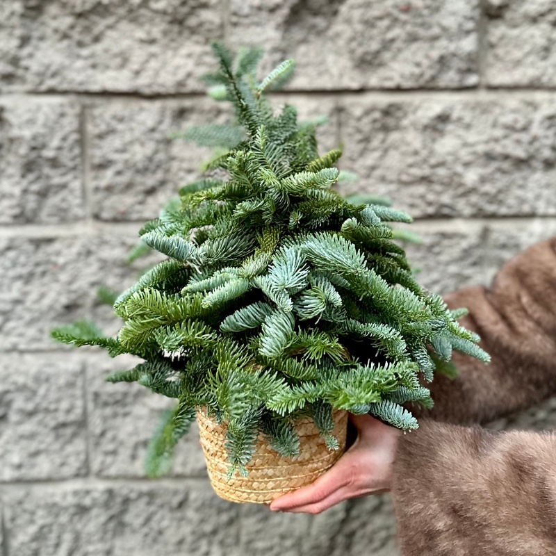 Новогодняя елочка из живых веток пихты Нобилис (без декора)