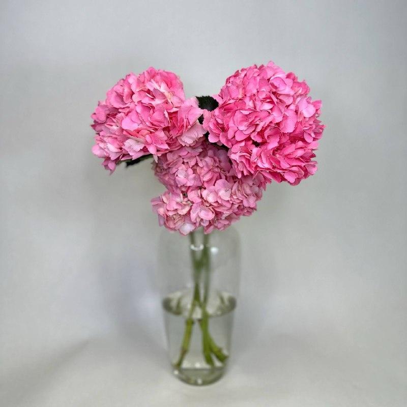 Монобукет из розовых гортензий (Колумбия)