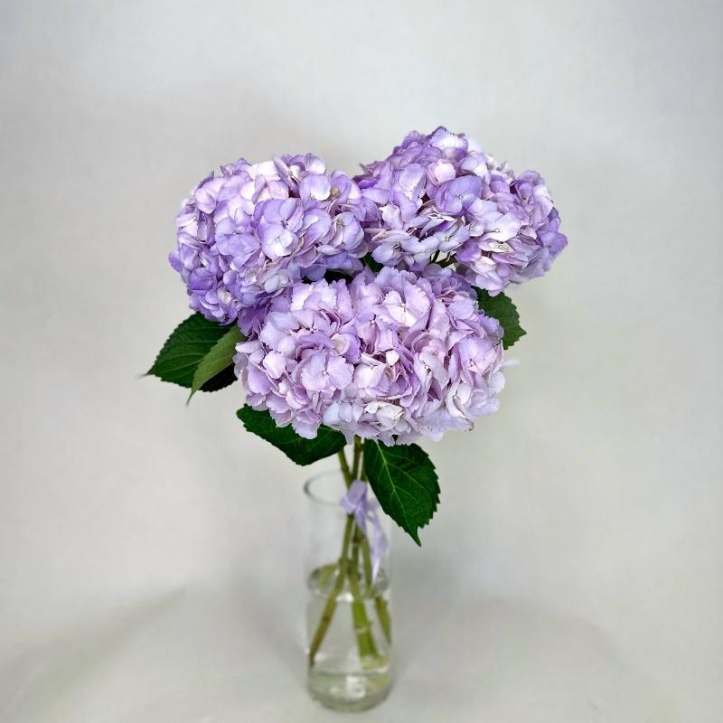 Монобукет из лавандовых гортензий (Колумбия)