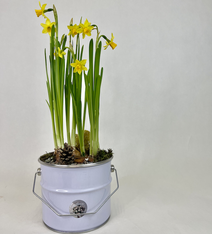 Нарциссы в металическом ведре S