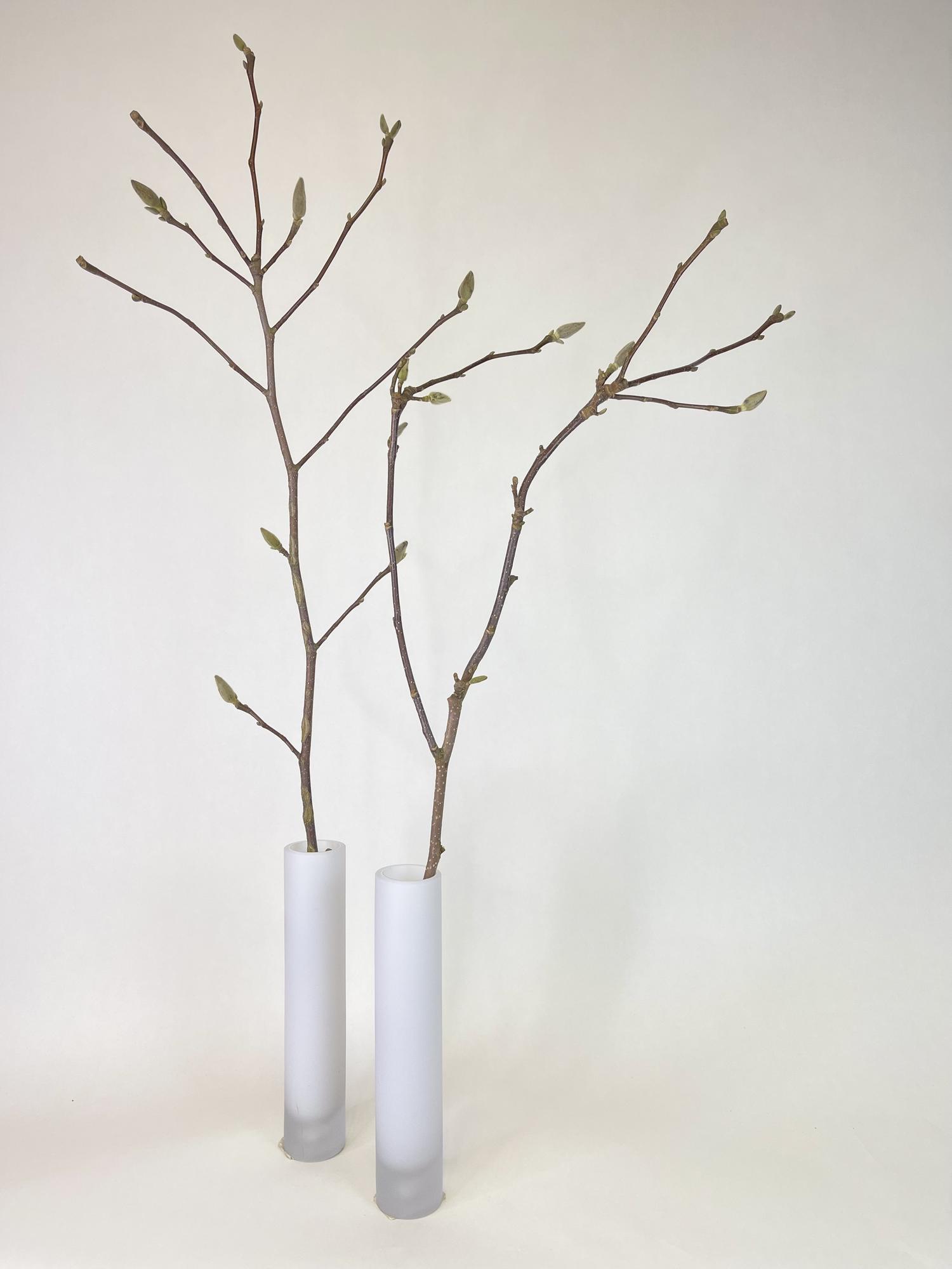 Магнолия срезанная ветка (поштучно)