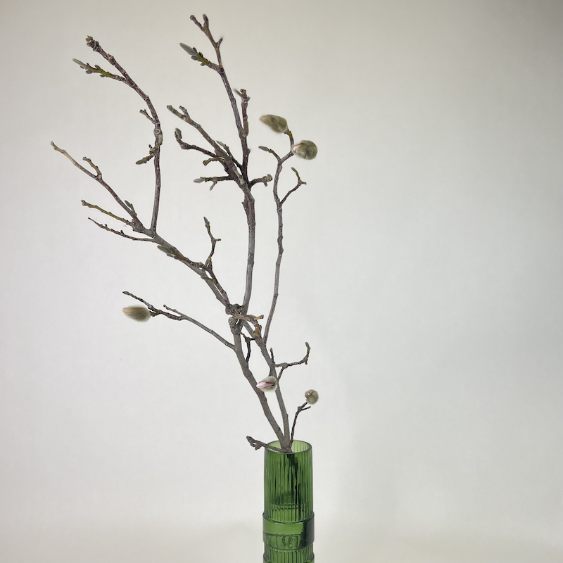 Магнолия срезанная ветка (поштучно)