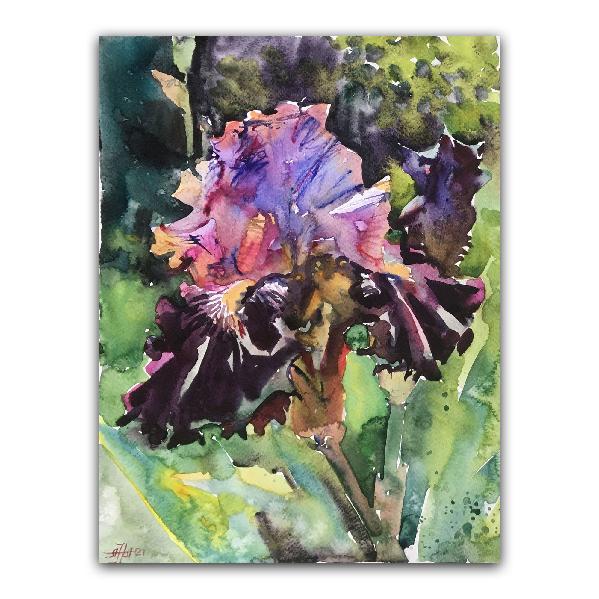 Картина "Фиолетово-розовый ирис"