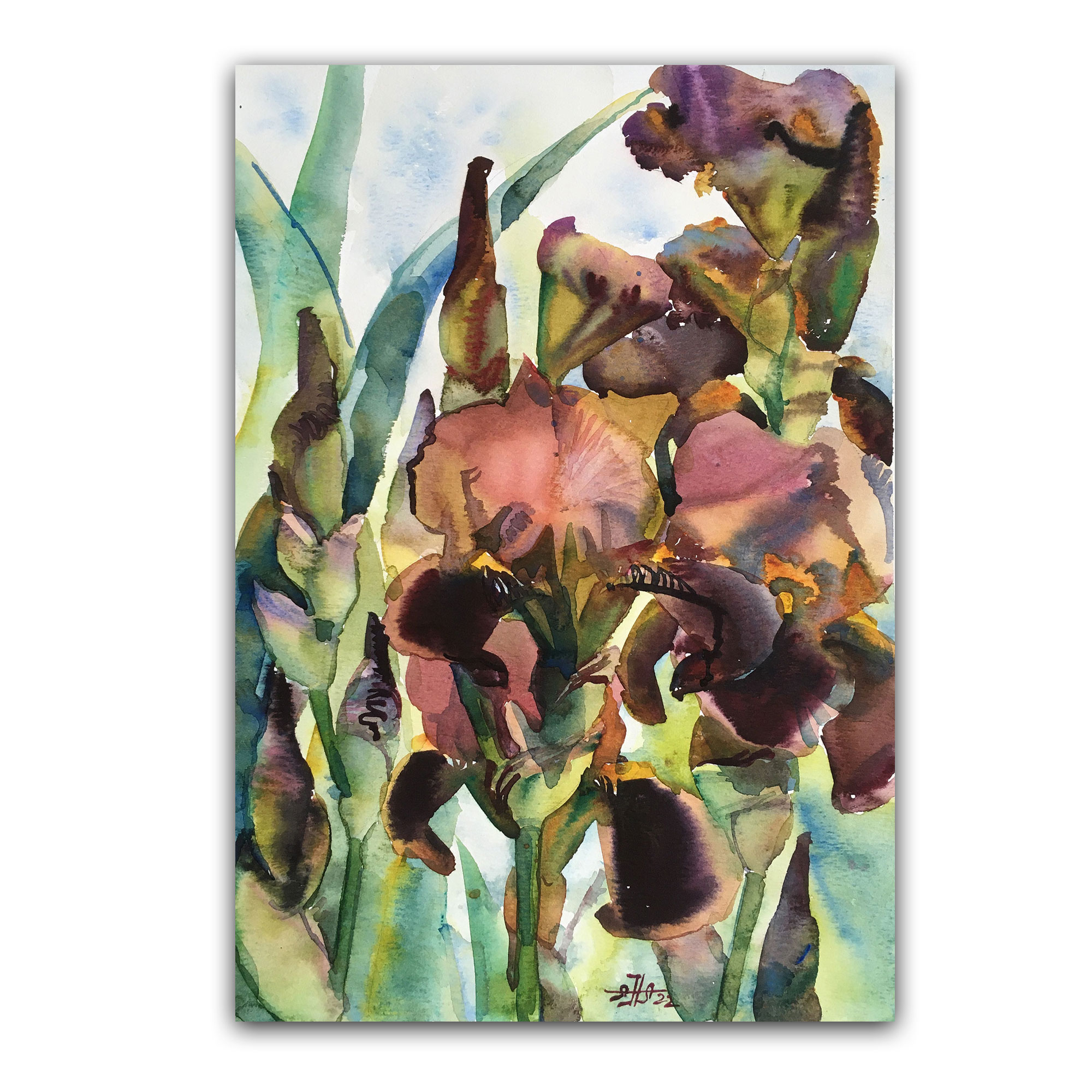 Картина "Ирисы бархатные"