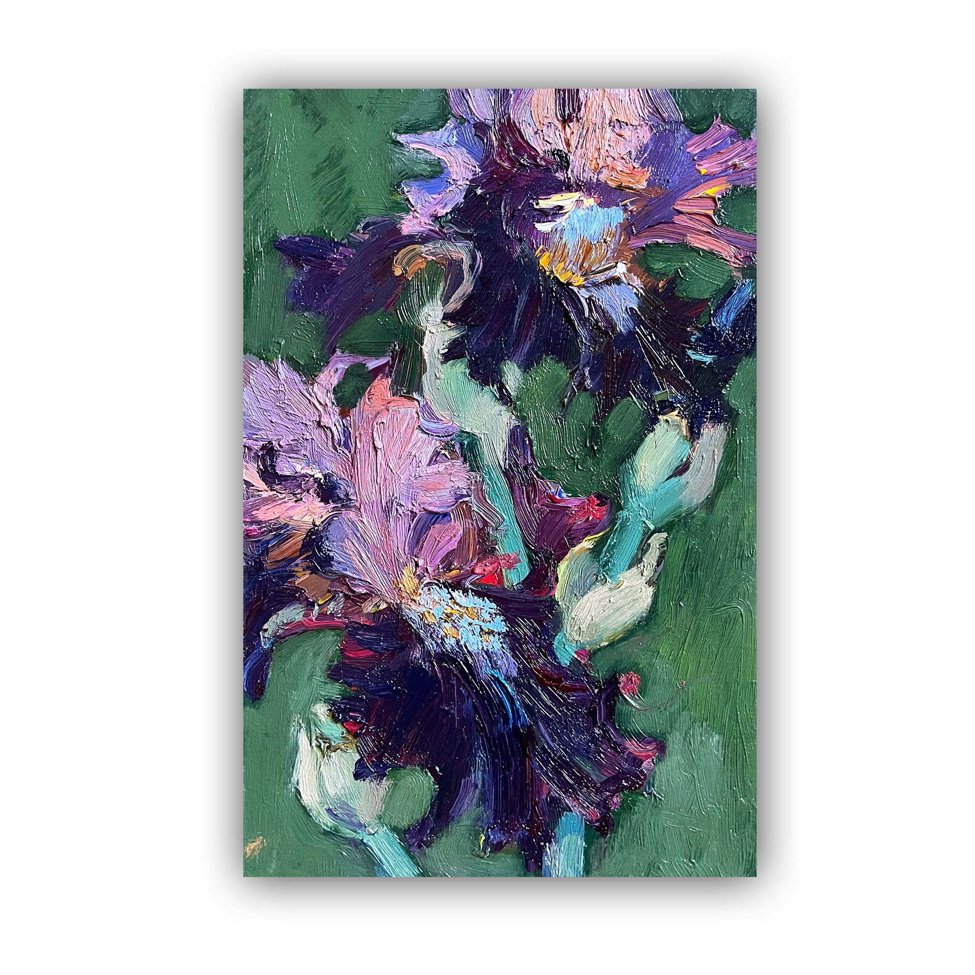 Ирис диковенный