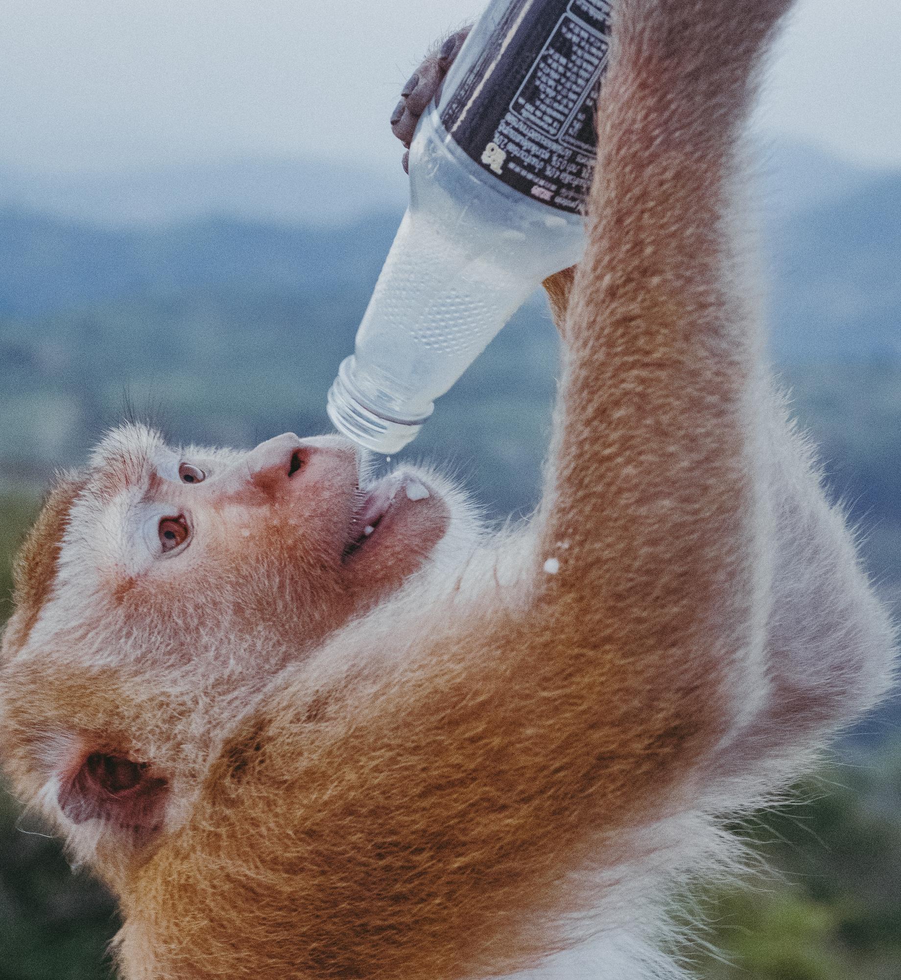 Drinking monkey