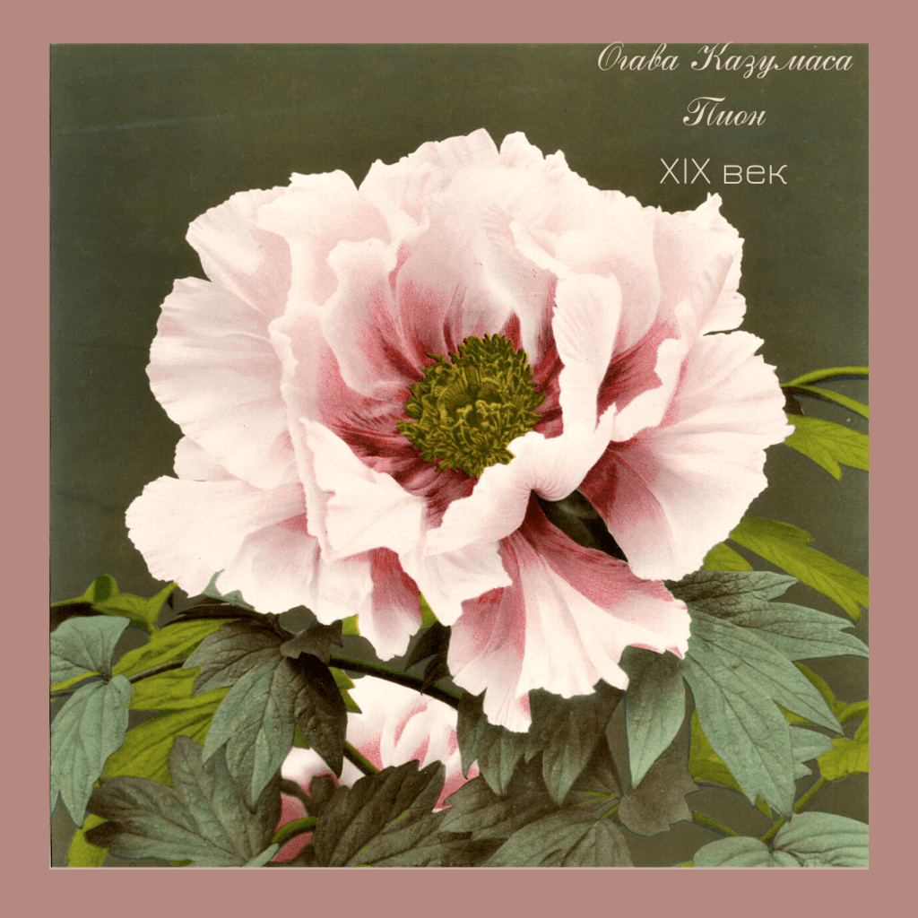 Пион Япония  19 век