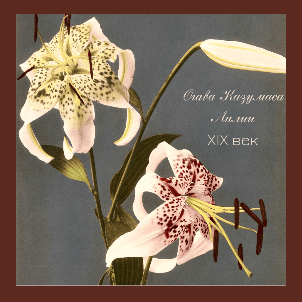 Лилии Япония 19 век