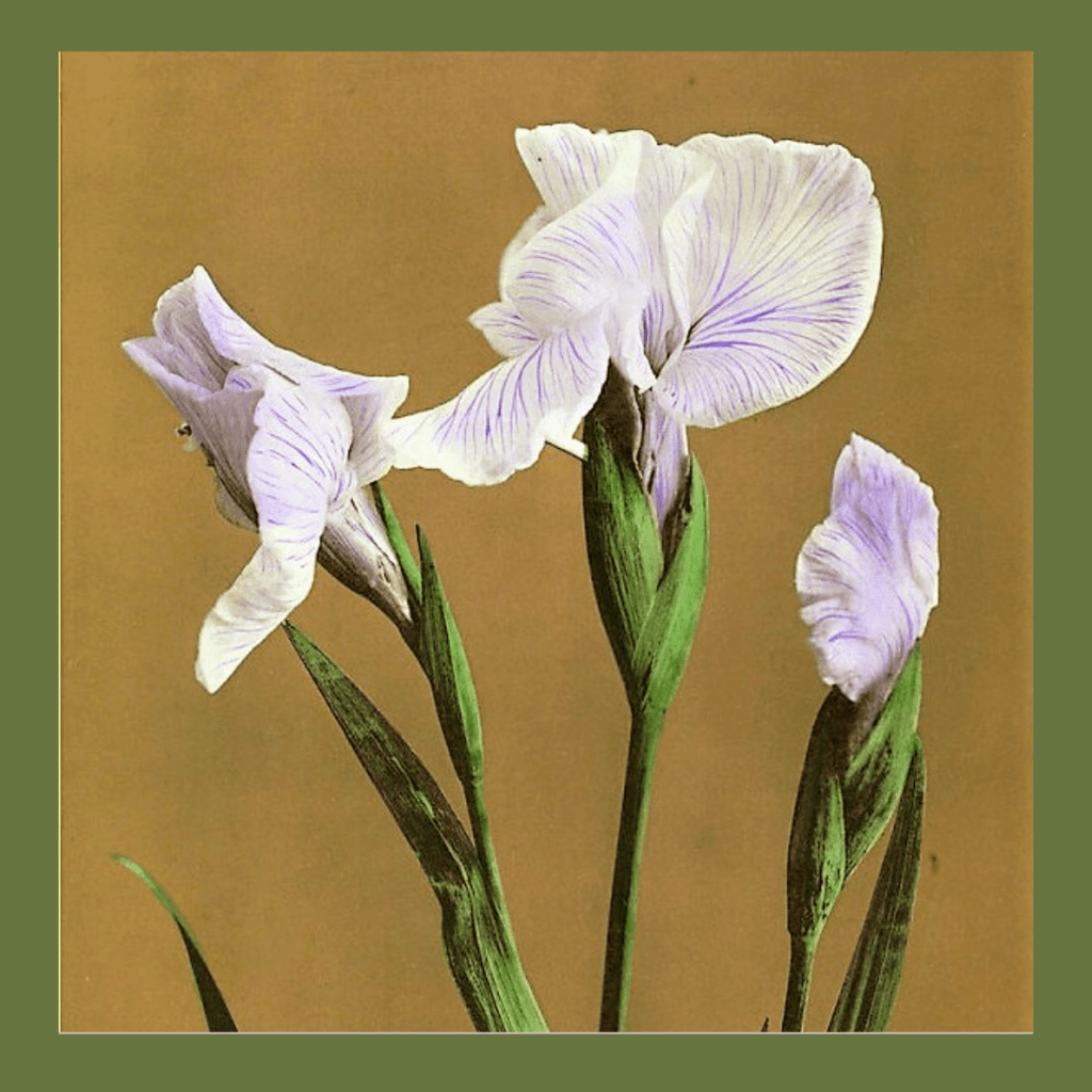 Ирисы Япония 19 век