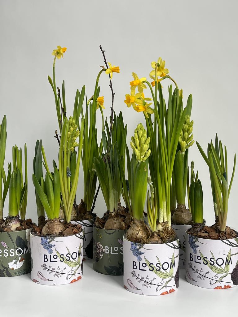 СПРИНГ БОКС МИНИ с луковичными цветами