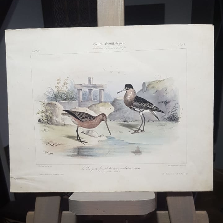 Пара журнальных гравюр серии «Галерея Орнитологии», 31х24, Франция