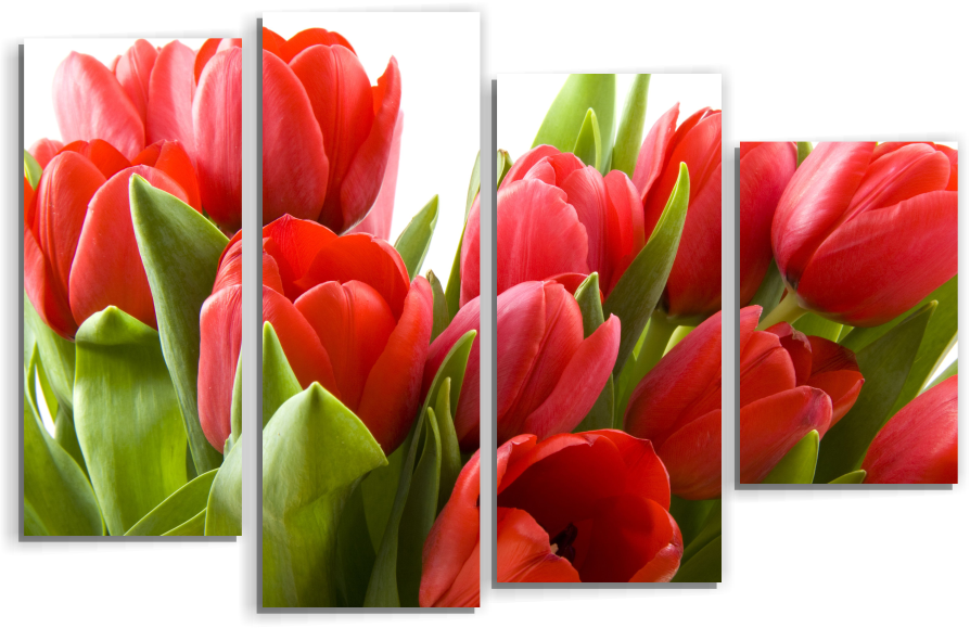 Тюльпаны М6