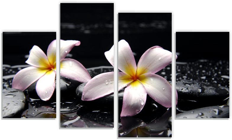 Орхидея М113