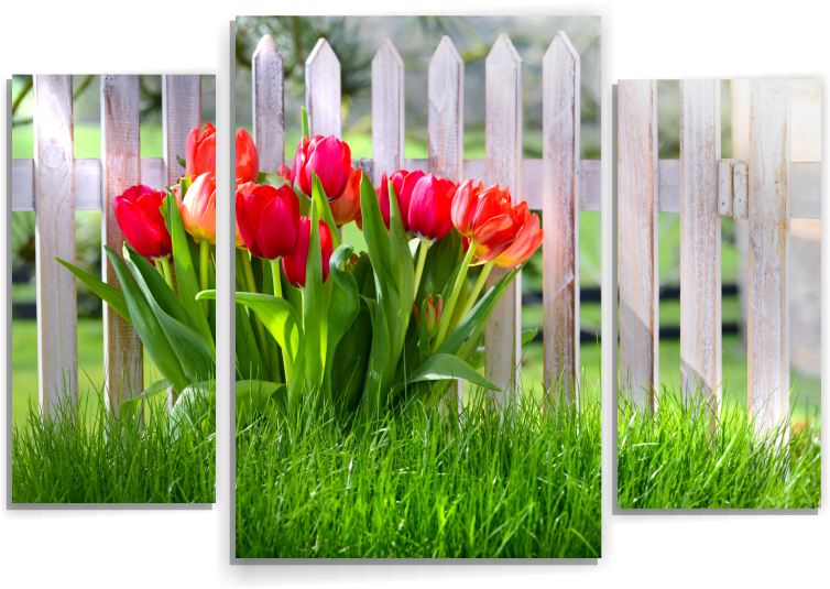 Тюльпаны М171