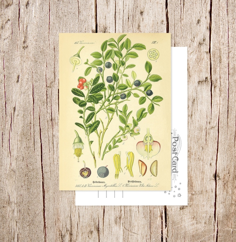 «Черника обыкновенная» Botanical collection