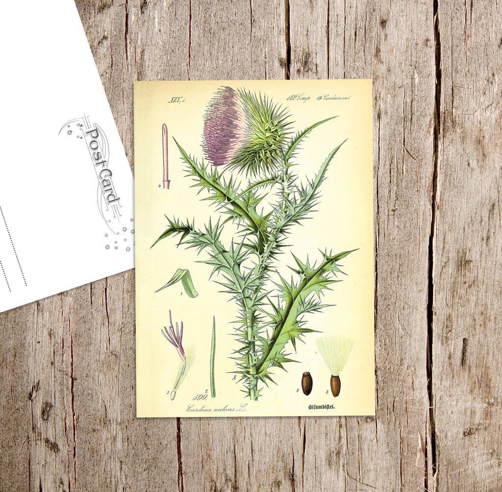 «Чертополох поникающий» Botanical collection