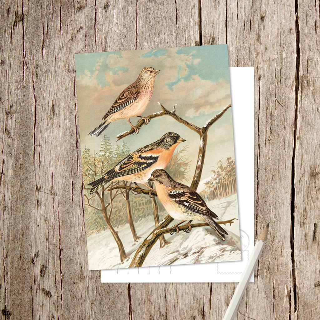 «Коноплянка и Юрок»