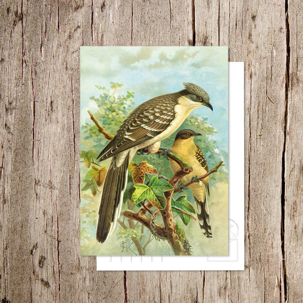 «Хохлатая кукушка»