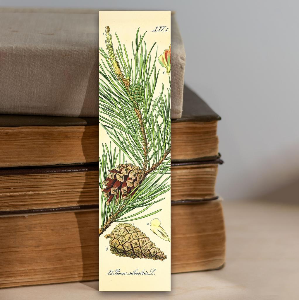 Книжная закладка «Сосна обыкновенная»