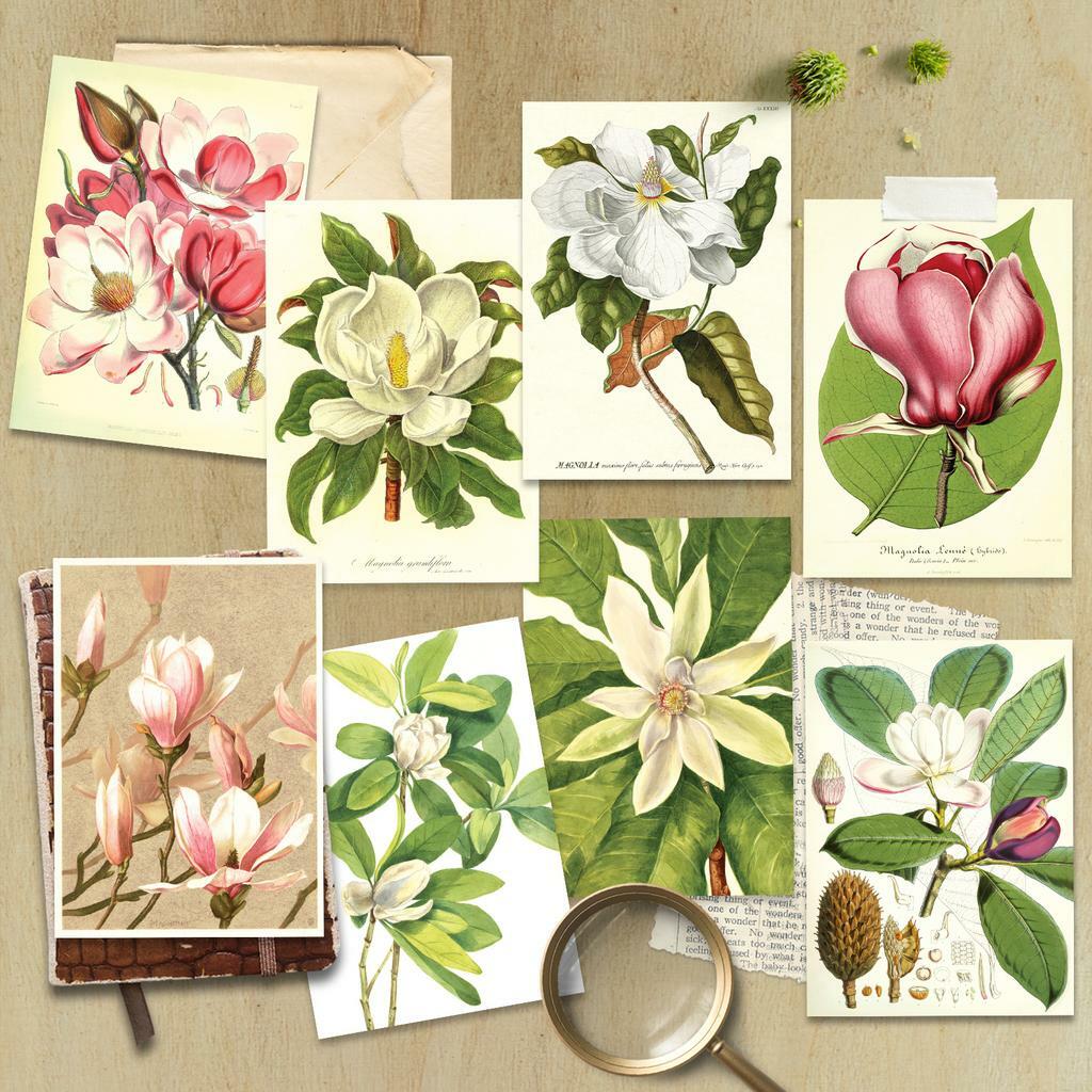 Набор почтовых открыток «МАГНОЛИИ»