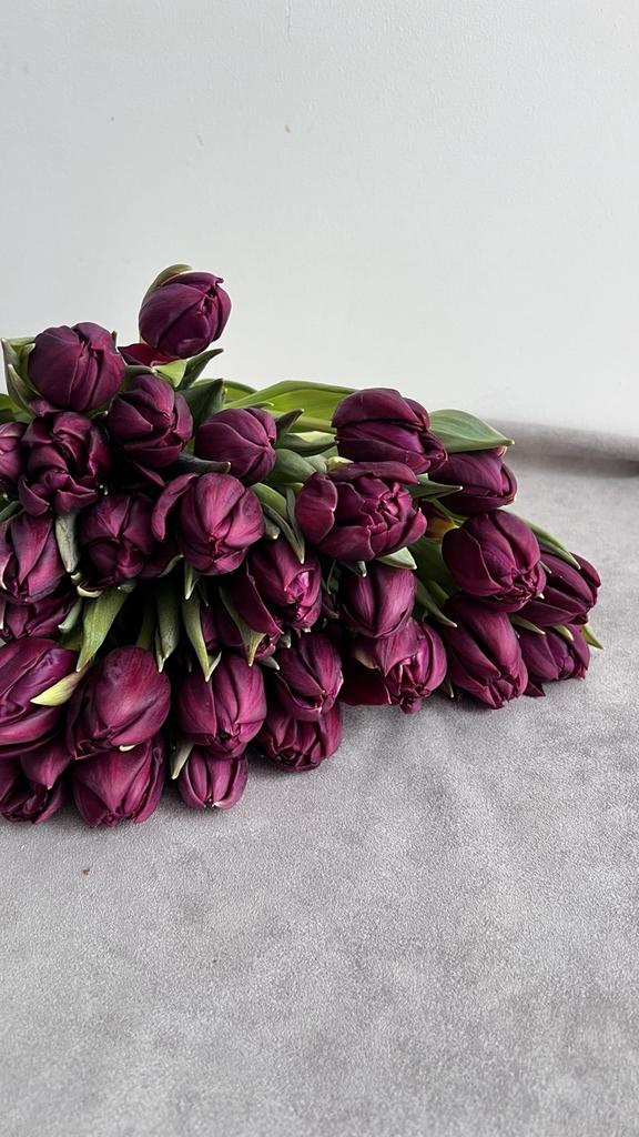 Тюльпан Alison Breadly