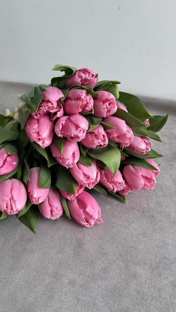 Тюльпан Casharel