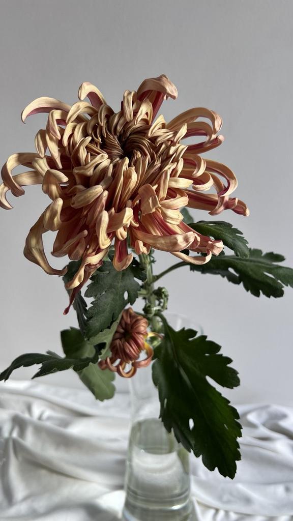 Хризантема Виена