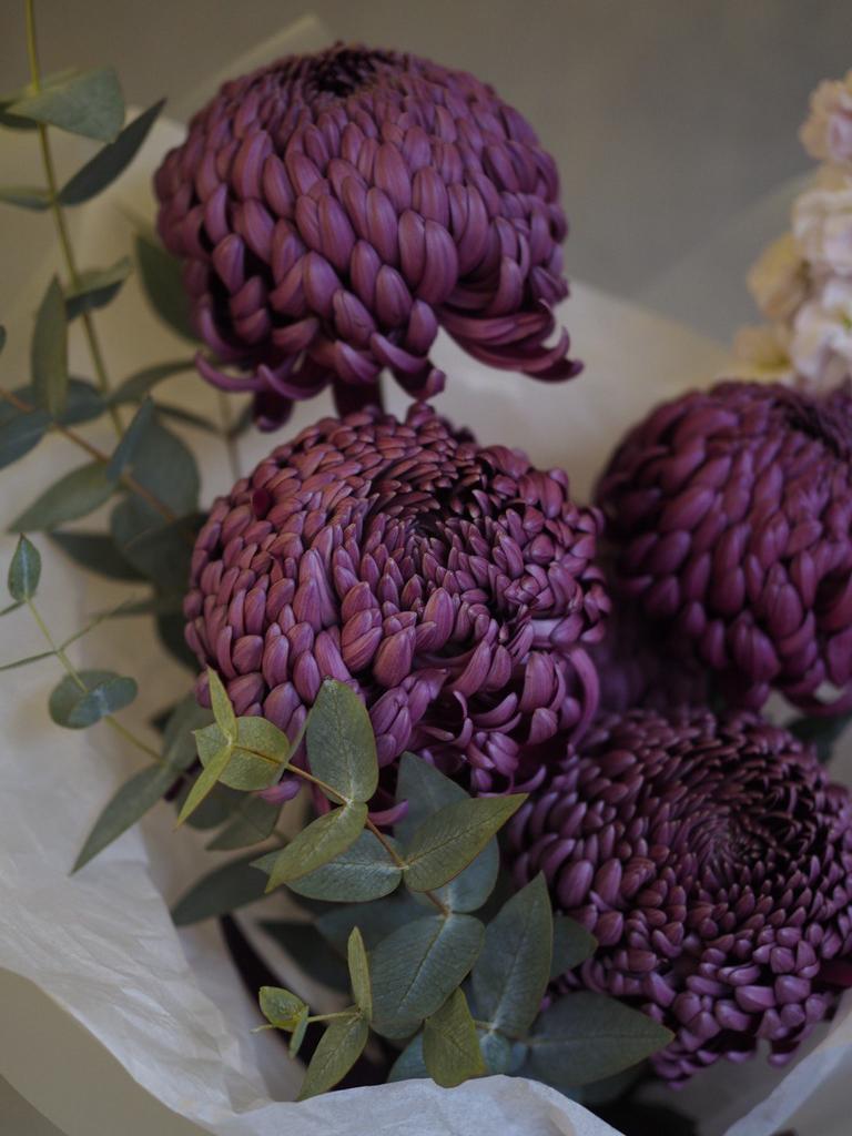 Хризантема Бигуди