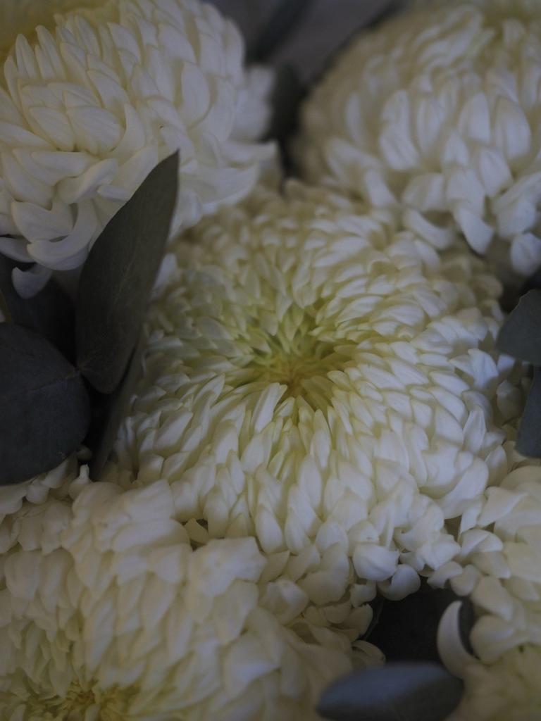 Хризантема Фред