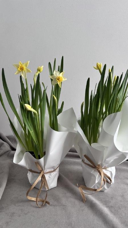 Нарцисс в горшке  M