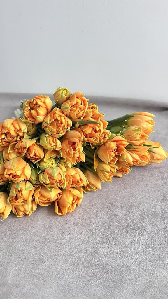 Тюльпан Охра