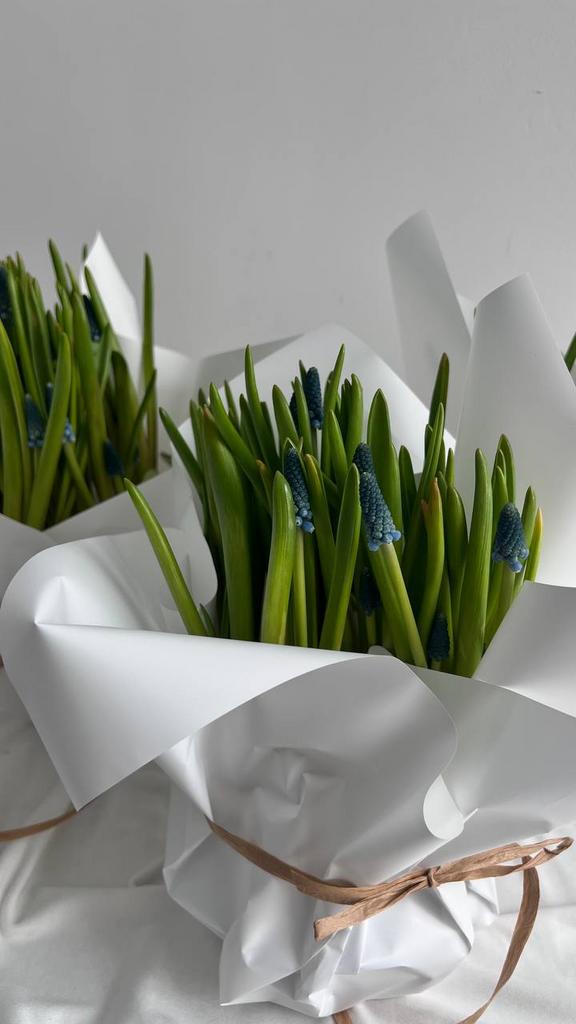 Мускари в горшке