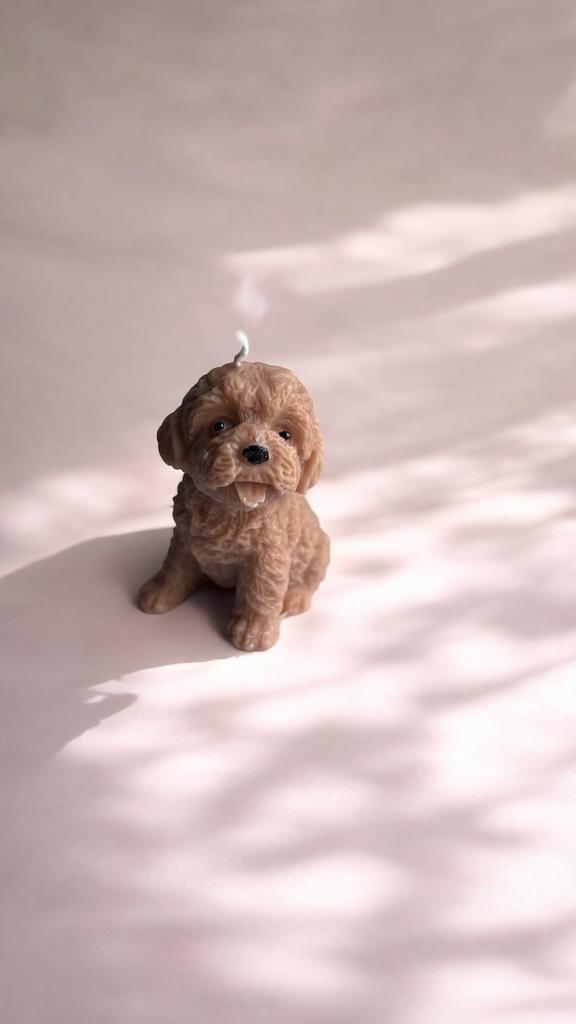 Кавапу (Cavapoo) щенок шоколадный