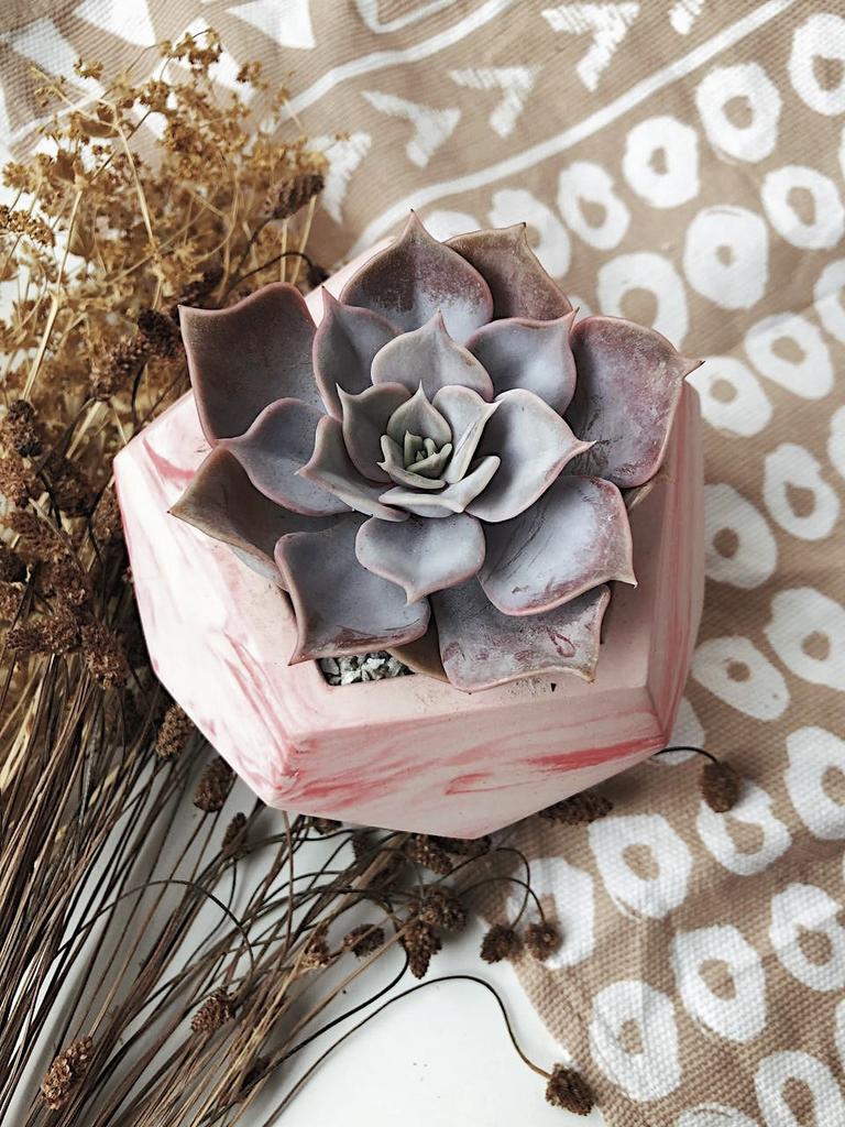 Эхеверия Лилацина