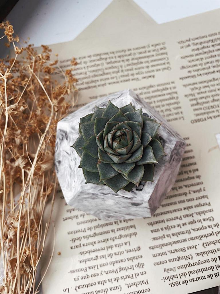 Эхеверия Пурпузорум / Фабиола