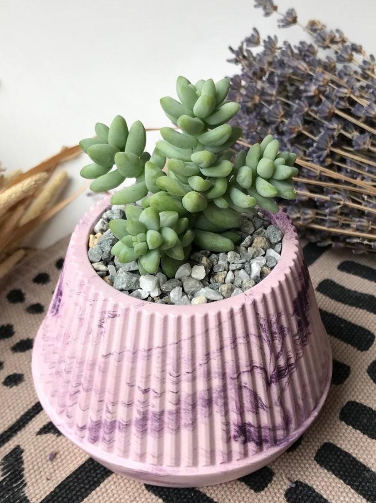 Седум Буррито