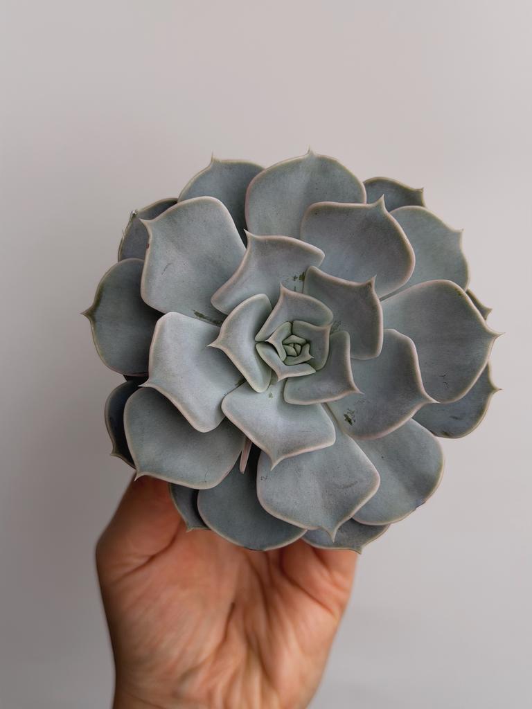 Эхеверия Лилацина