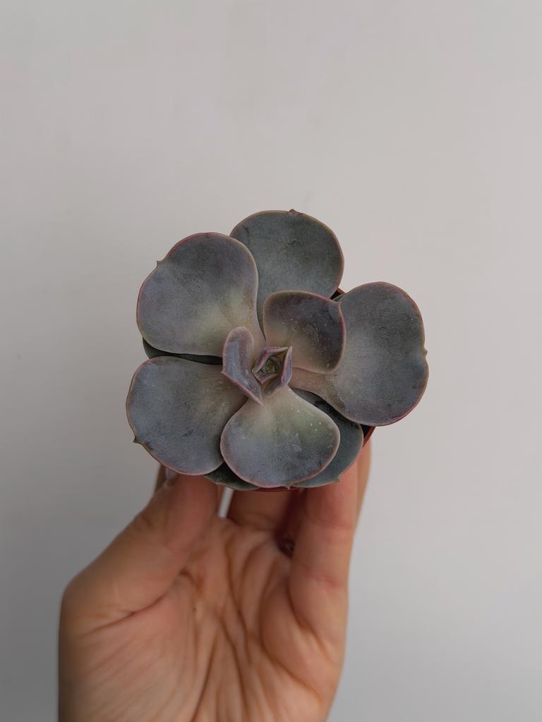 Эхеверия Жемчужина Нюрнберга