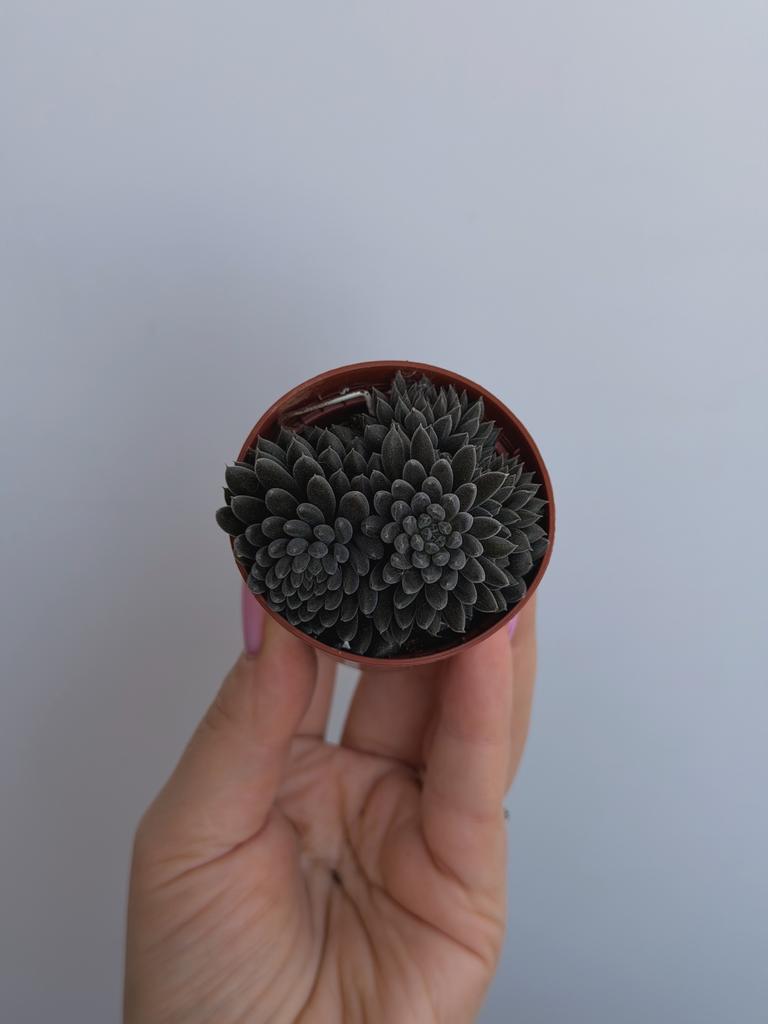 Синокрассула Юннаньская